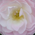 Blanche-rose - Buissons - Bouquet Parfait®